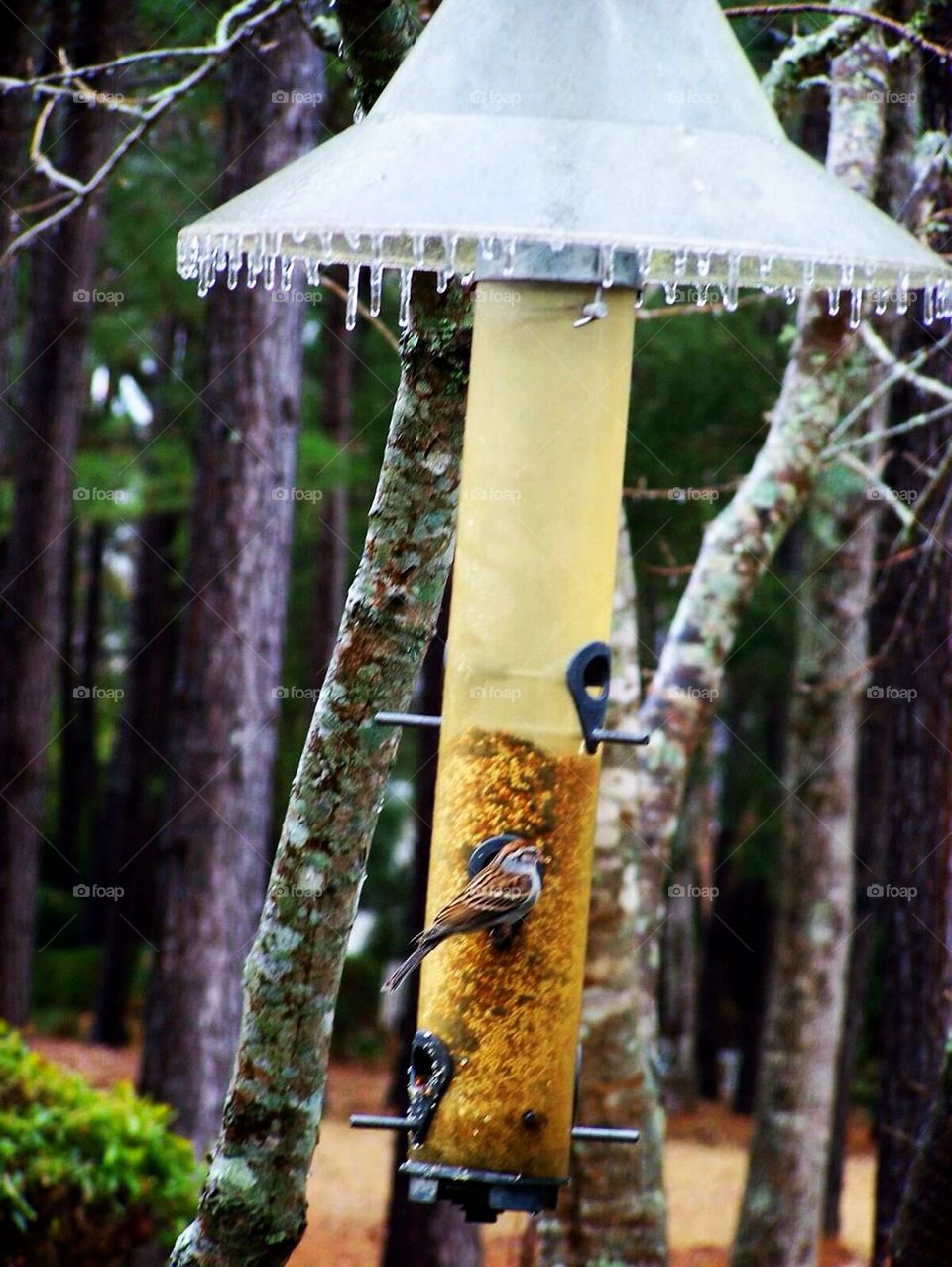 Frozen Bird Feeder