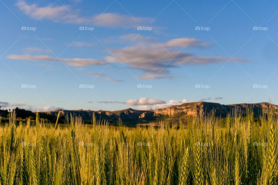 What fields with blue skies and clouds during sunset with sandstone mountains in the background. Image from the Eastern Free State South Africa