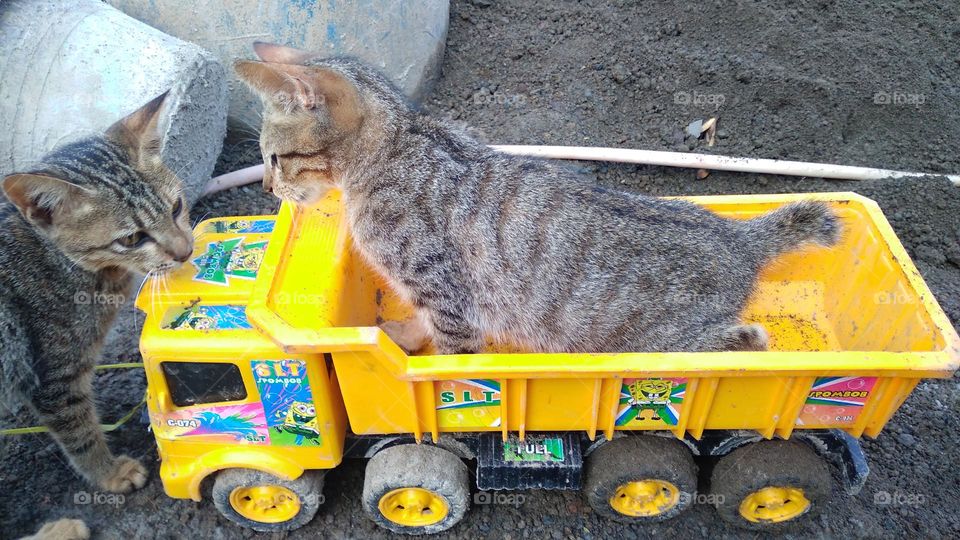 Cute kitten sitting on toy car