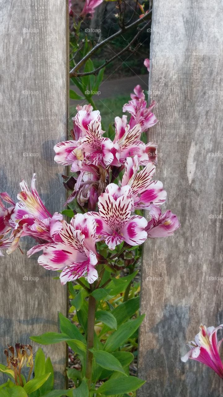 fence flower