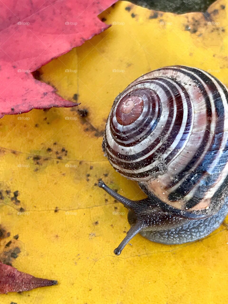 Snail crawling on a yellow maple leaf