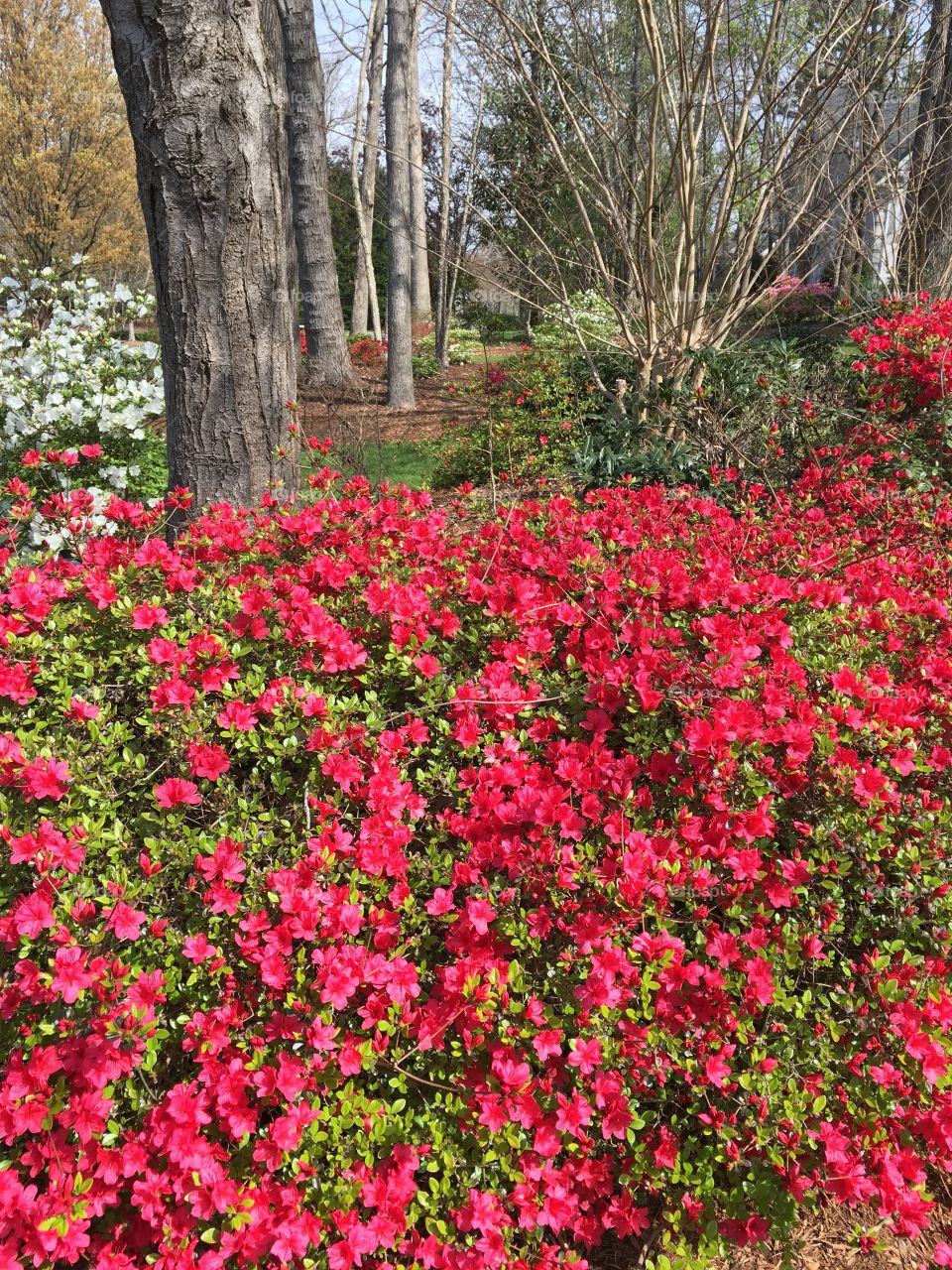 Flower Bed 