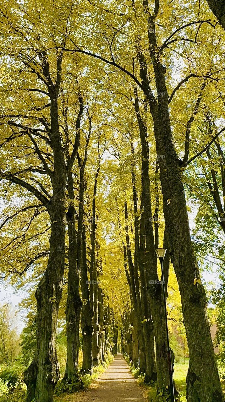 Great old trees - two parallel lines of trees - autumn - fall - yellow leaves