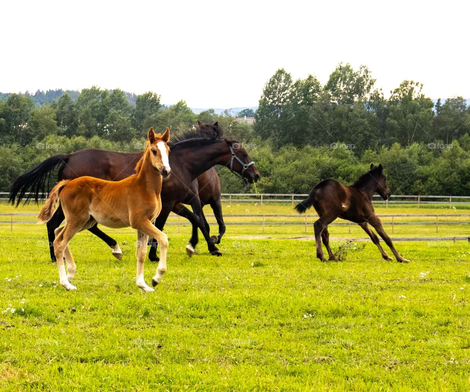 Summer feelings at the countryside Stokke in Norway .
Horses and their horse Kids are playing around at the farm .
what is more fun than that .
