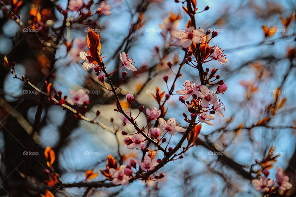 Spring breach of red cherry blooming tree