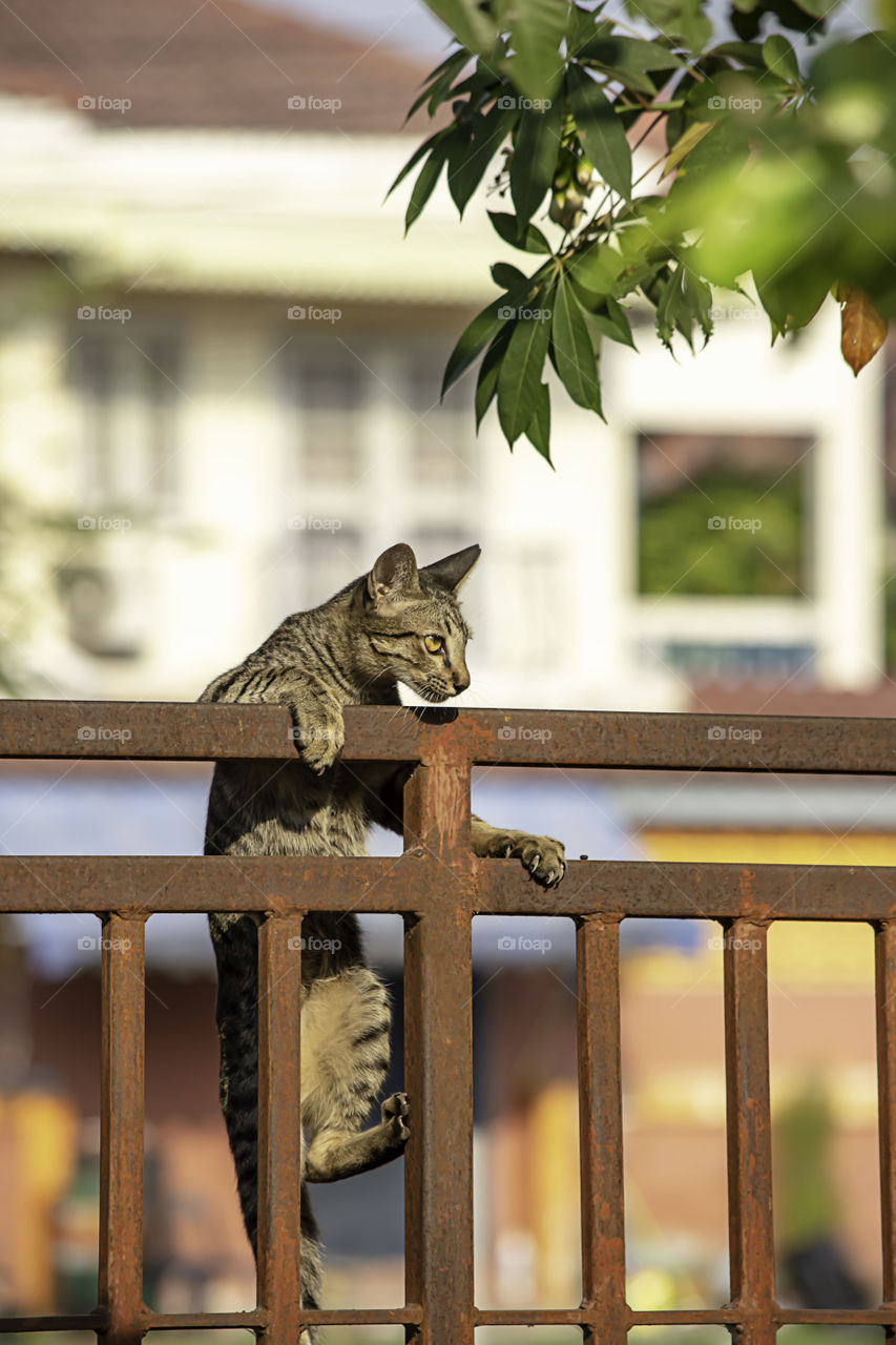 The brown cat is climbing the fence iron rust.