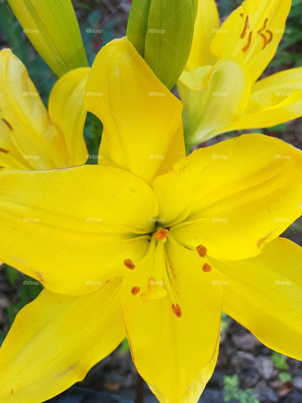 yellows lilies macro shot