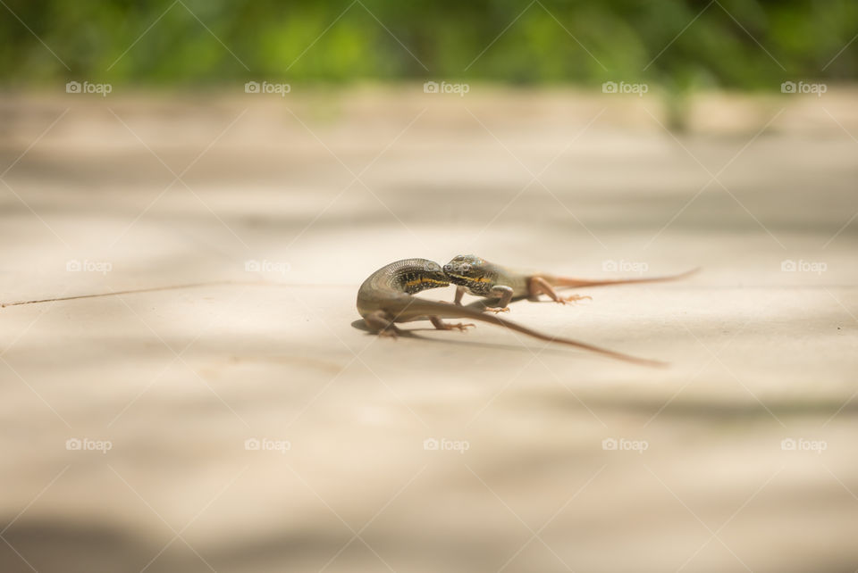 lizard biting another one