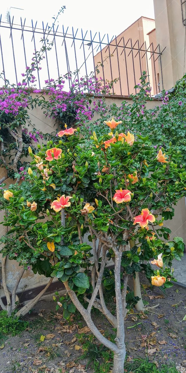 Singular and beautiful