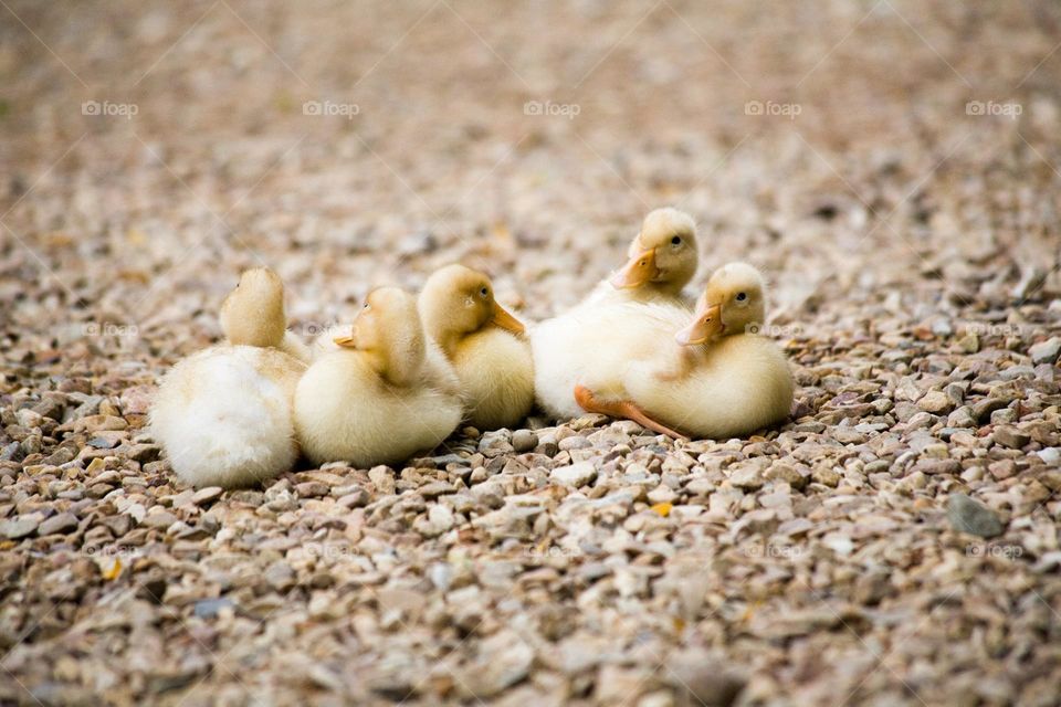 Newly Hatched Ducklings