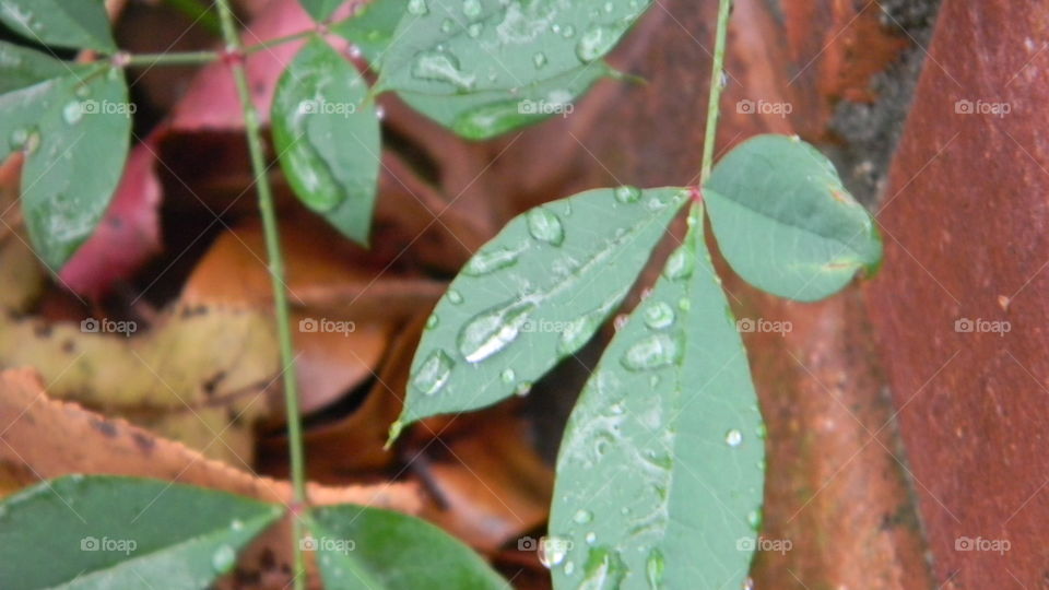 Water droplets on bush leaves
