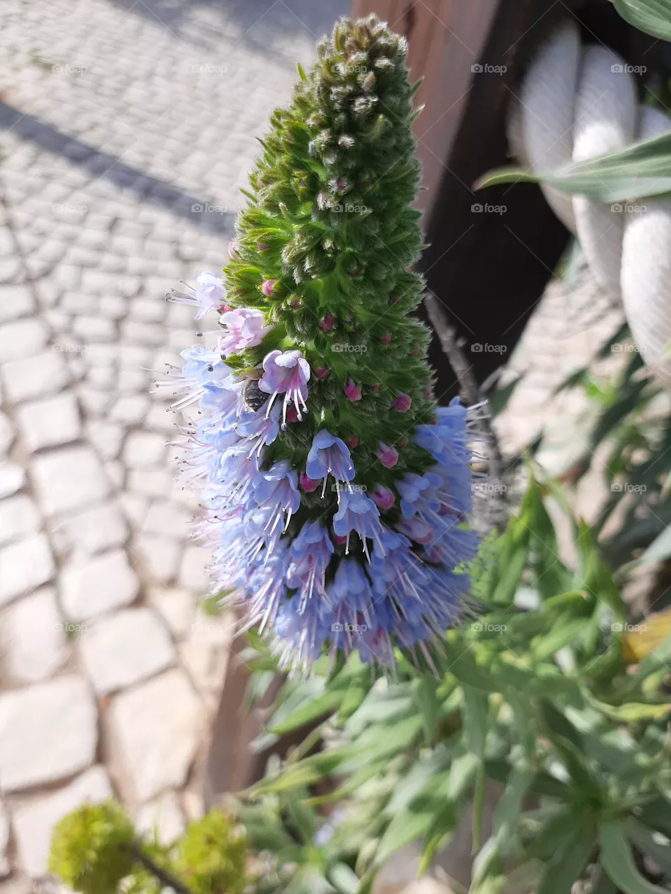 Purple Flower