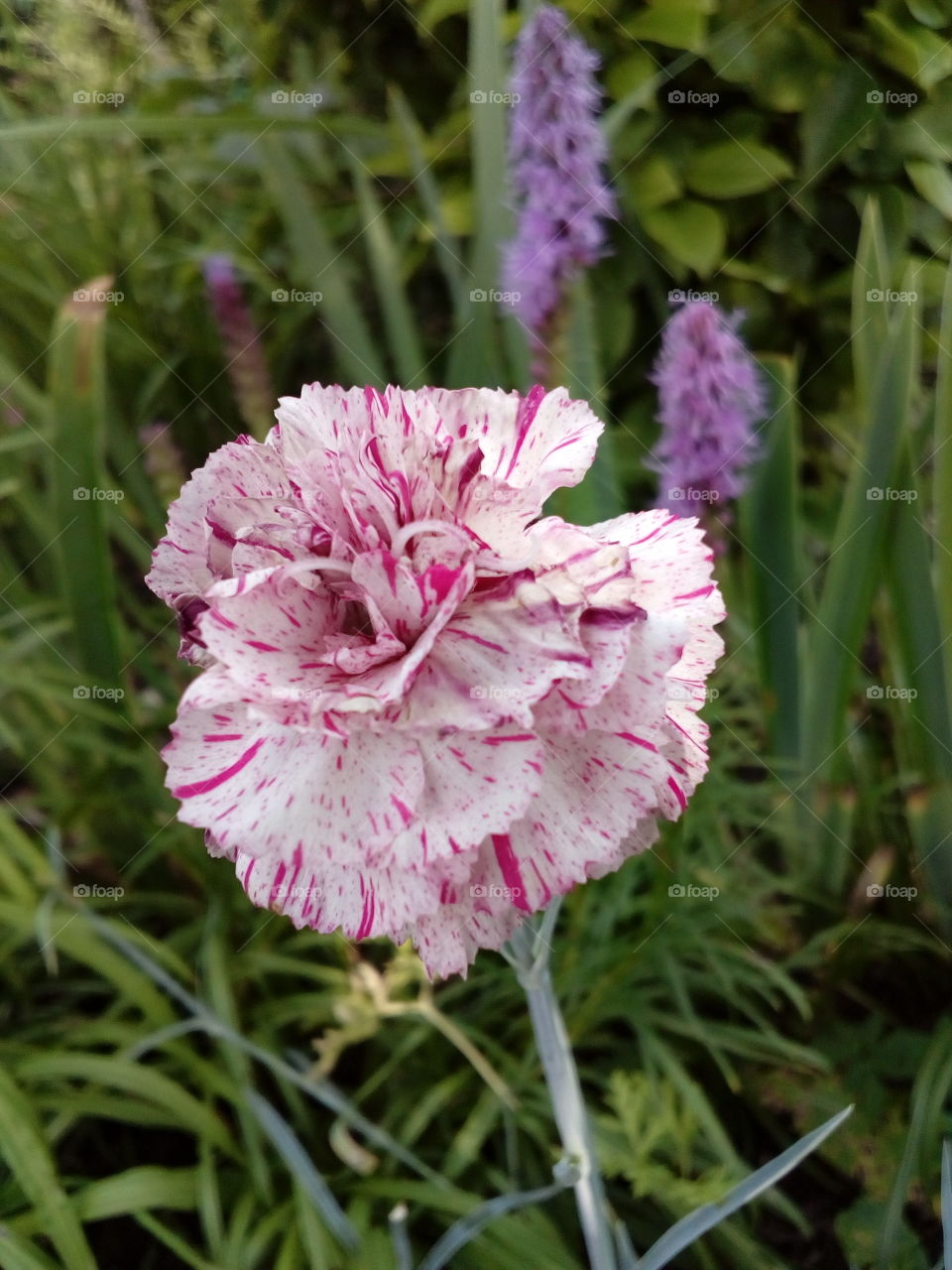 beautiful pink flowers in summer time