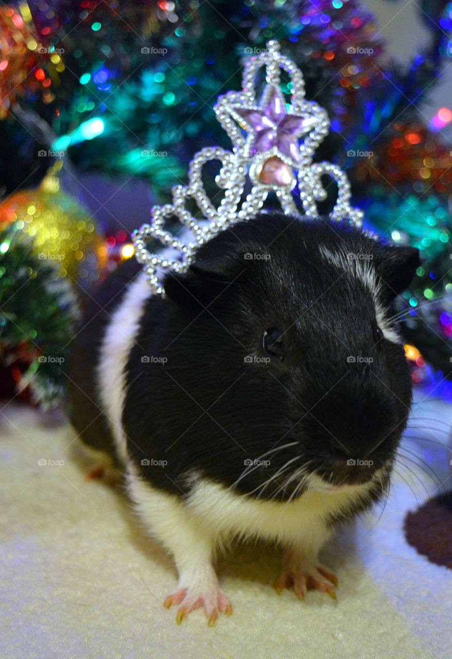 Portrait of guinea pig wearing crown