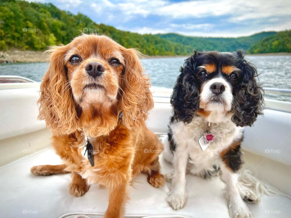 Two cute senior dogs on a boat