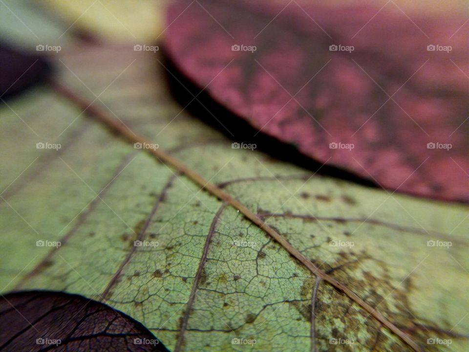 fall colourful leaves