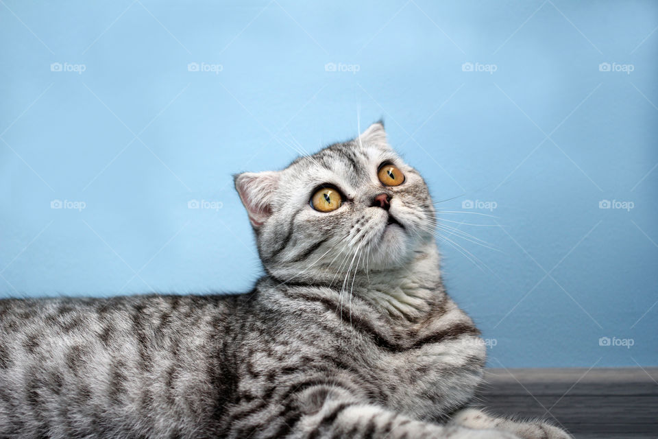 Cat of Scottish Fold gray color