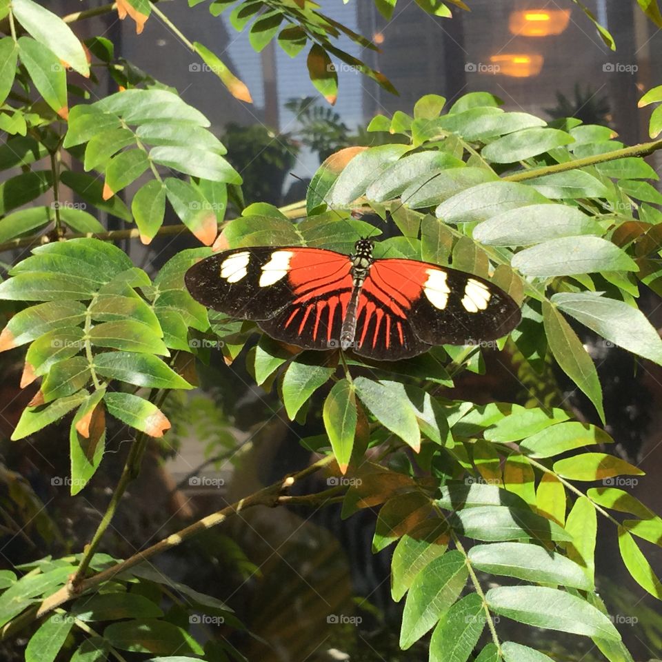 Butterflies in their natural beauty