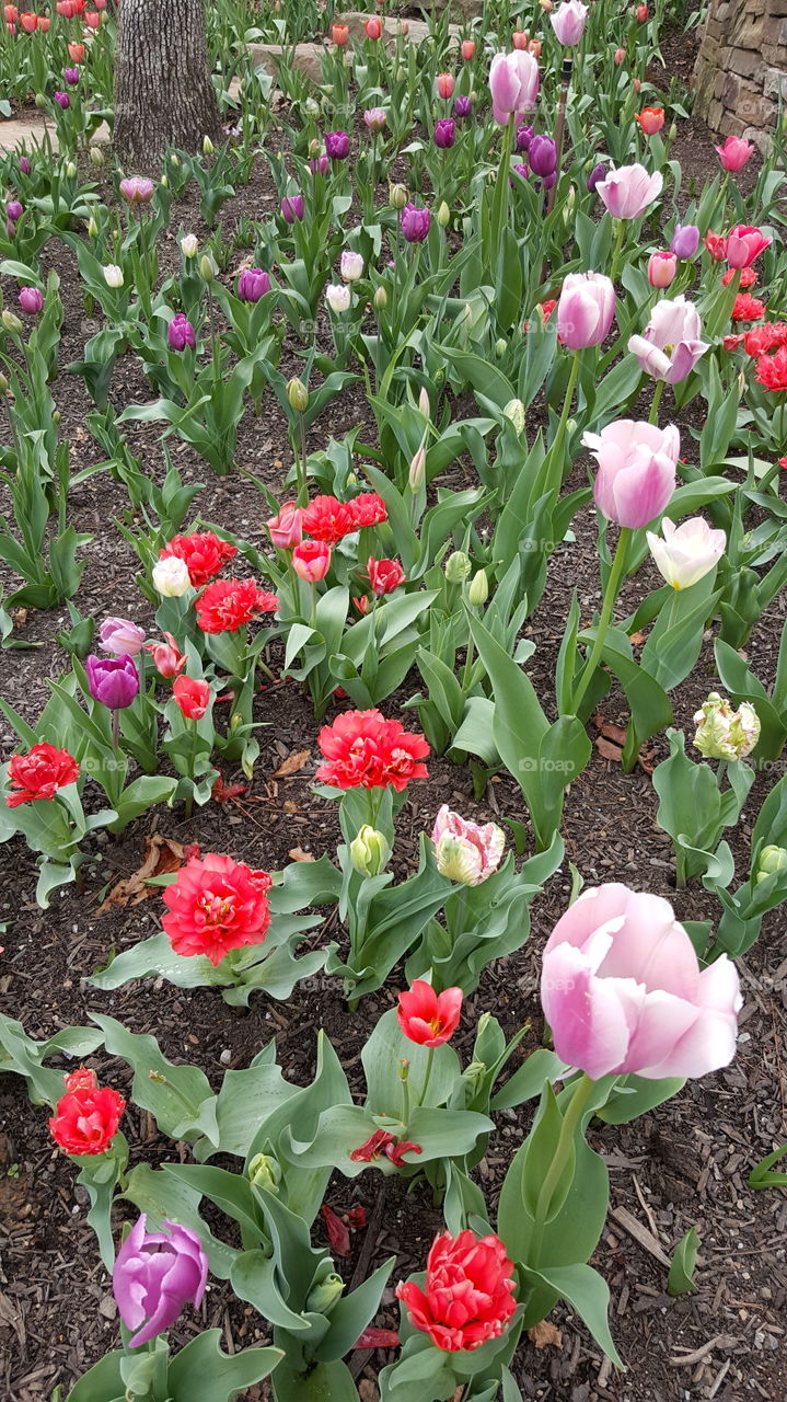 Tulip, Flower, Garden, Flora, Leaf