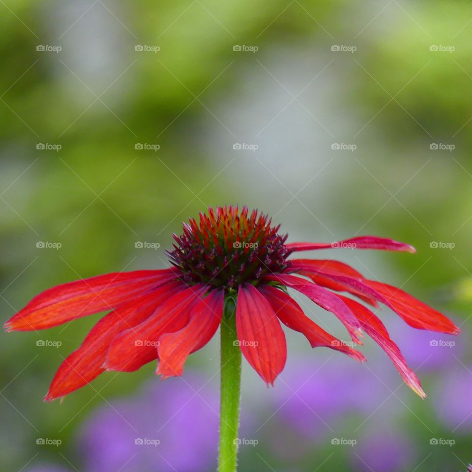 rudbeckia