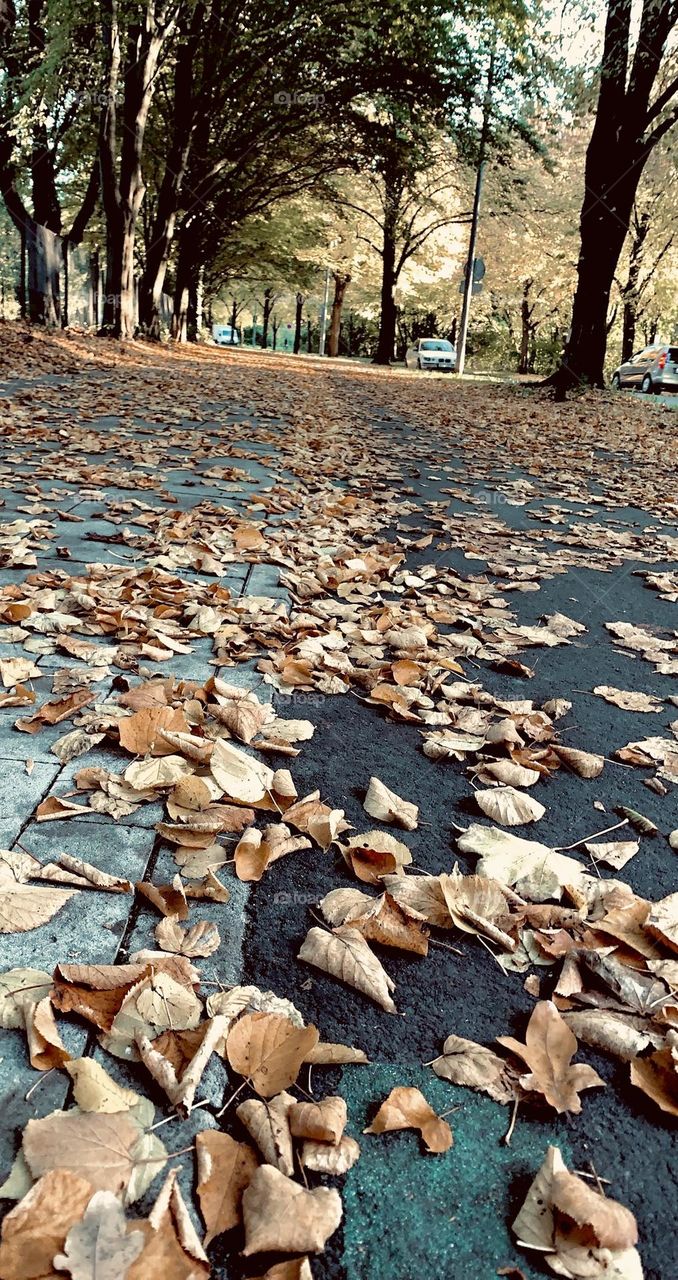 The change in fall is identical to a sentence for each beginning-ending🍂