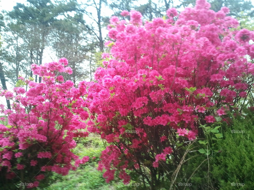 Natural flower design in Korea