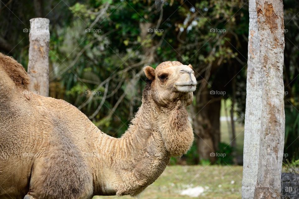 Camel