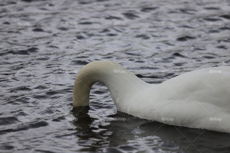 Swan with no head