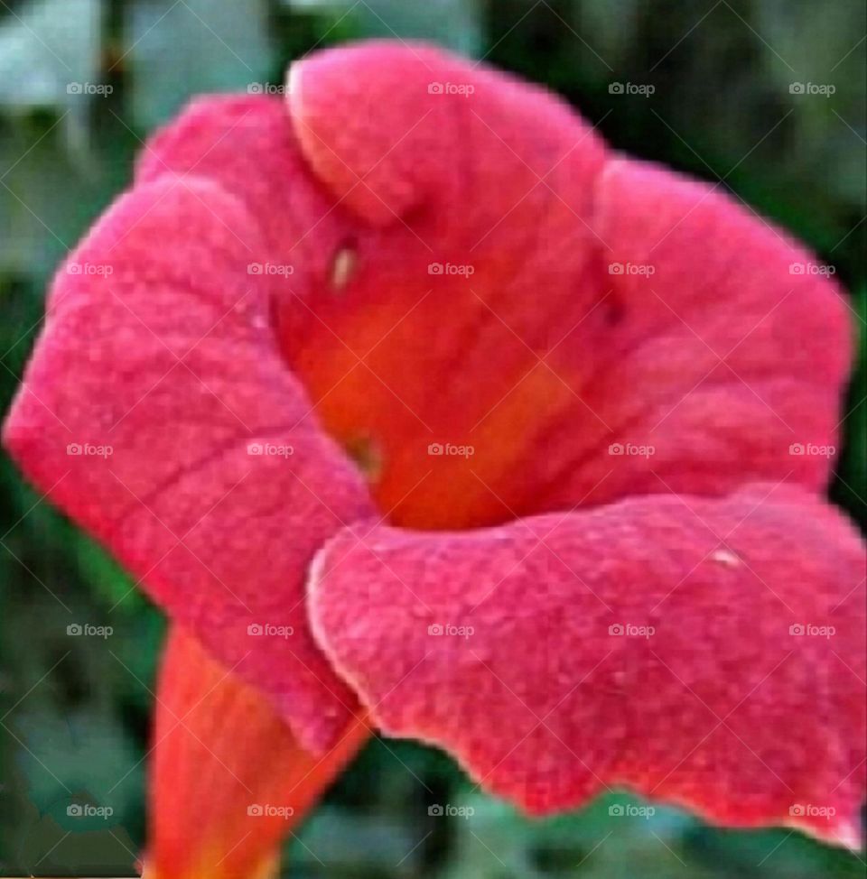 most beautiful and attractive flowers in the garden.