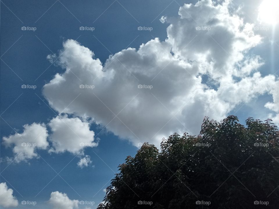 arvore céu  é nuvens