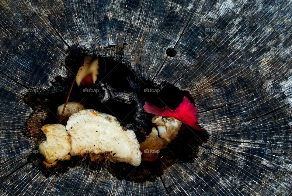 mushroom in tree trunk