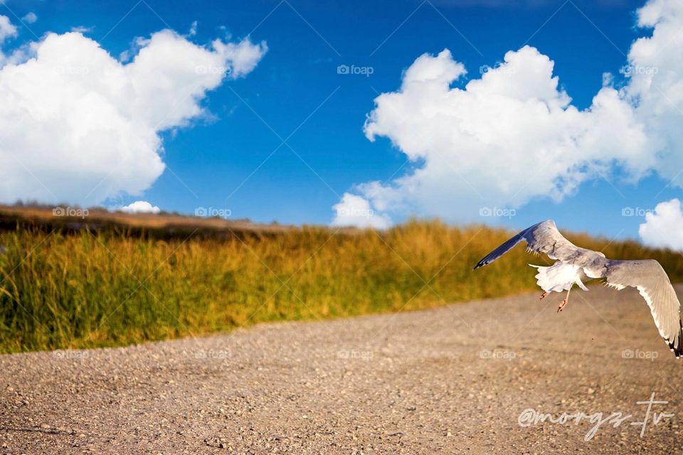 A bird taking flight of of a dirt road.
