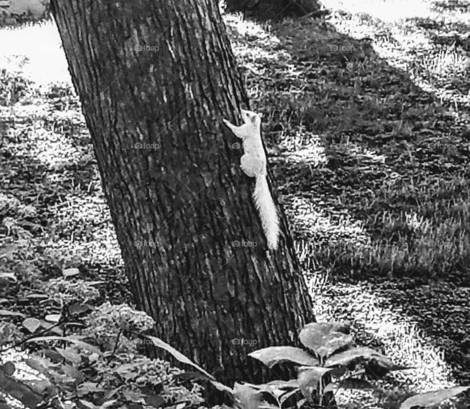 Albino squirrel climbing on a oak tree in the park black-and-white photo