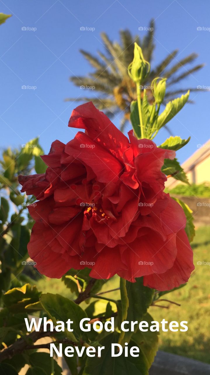 Summer End. Summer Flower