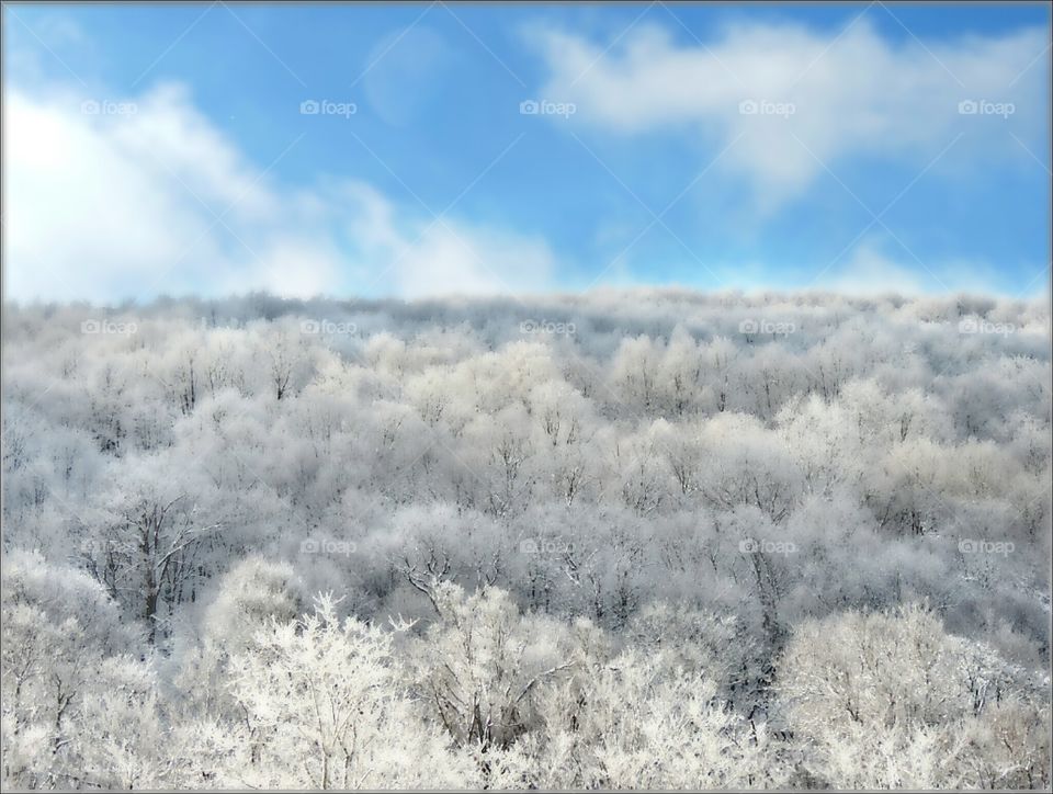 Frozen Forest. sun and clouds cast light and shadow across this snowy treescape