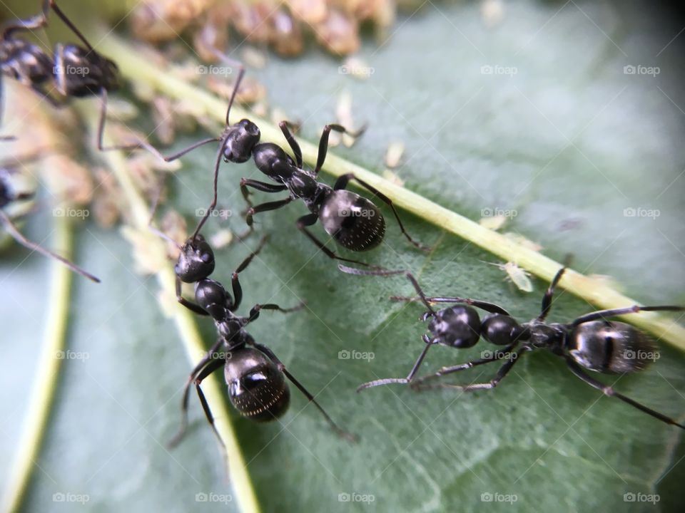 Ants at work