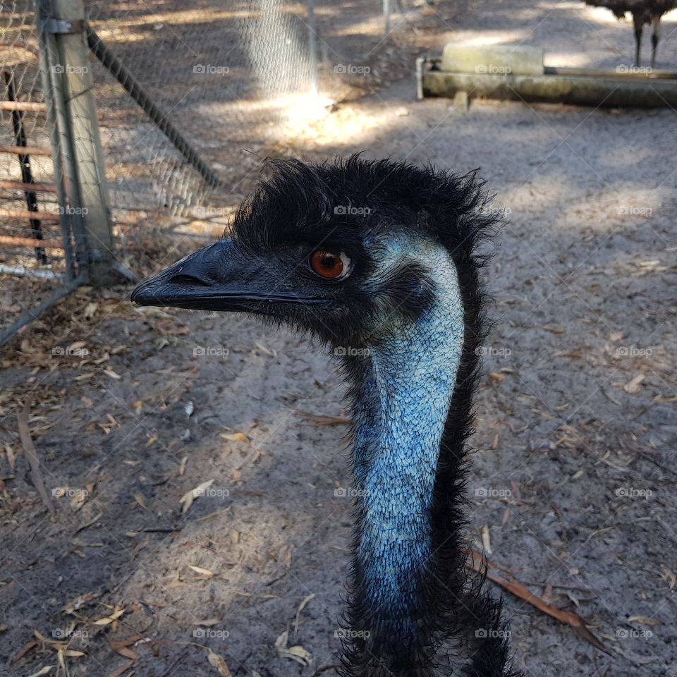 angry emu side