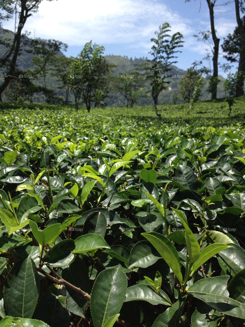 tea di sri lanka sri by babie
