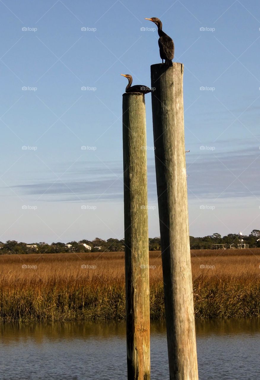 cormorant birds on dock posts