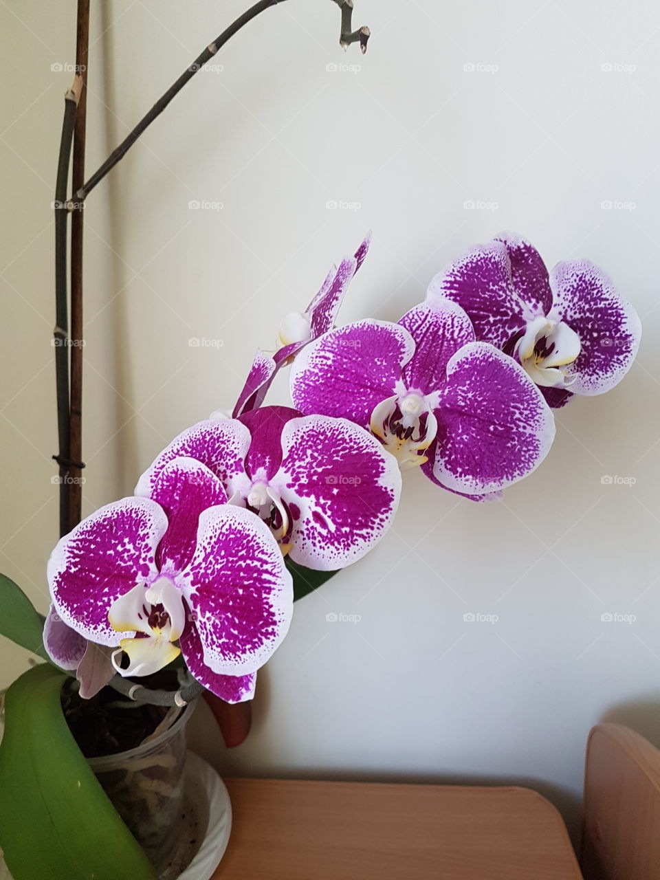 orchid growing in steps