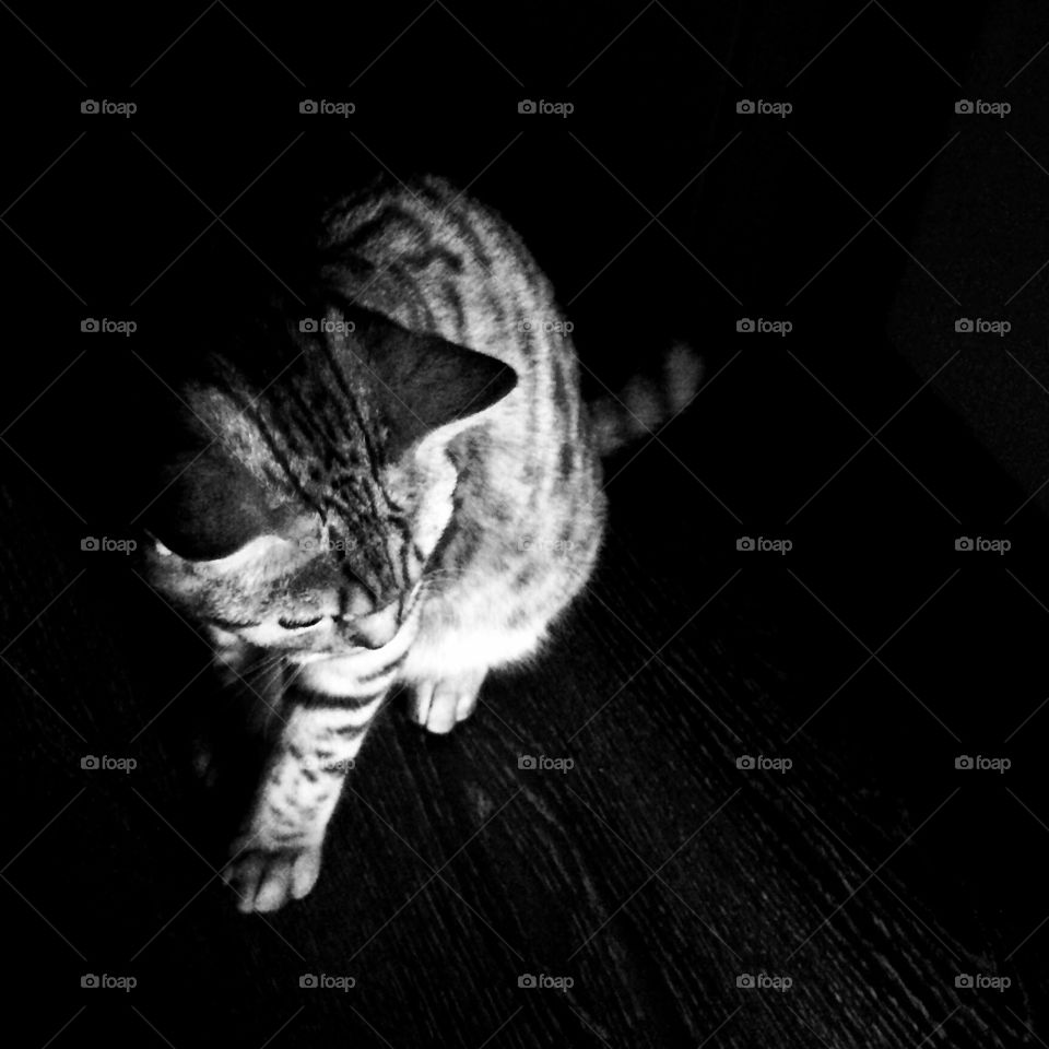 Cat in the dark