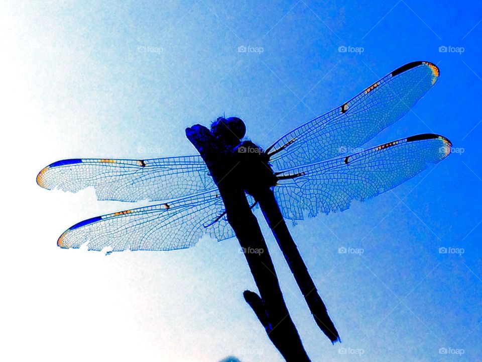 Dragonfly Silhouette 