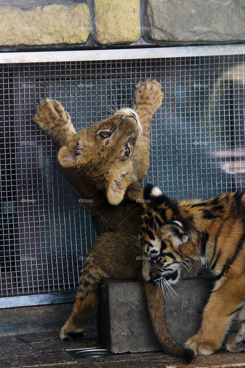 A lion and tiger cub playing in the wild animal zoo in china.