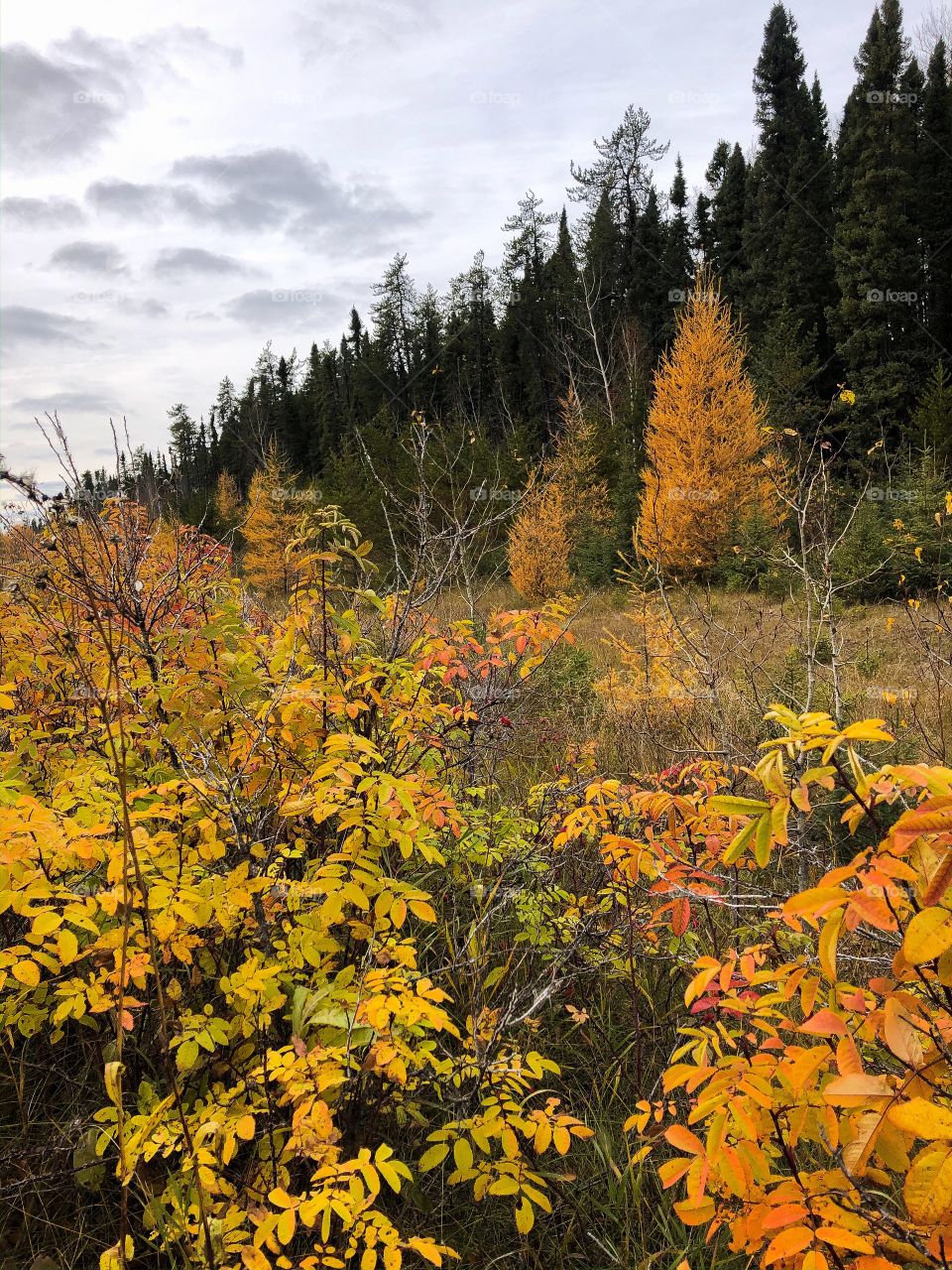 Fall foliage 