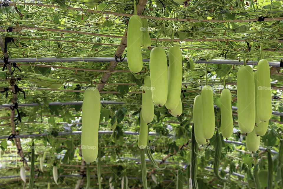 Winter melon many trees on the farm.