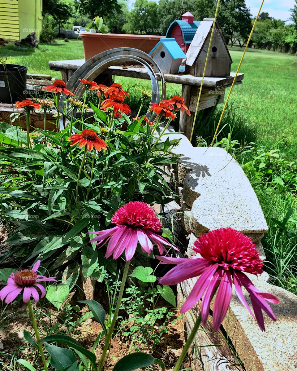 Pink and orange cone flowers sharing garden space with bird house and bench in the countryside 