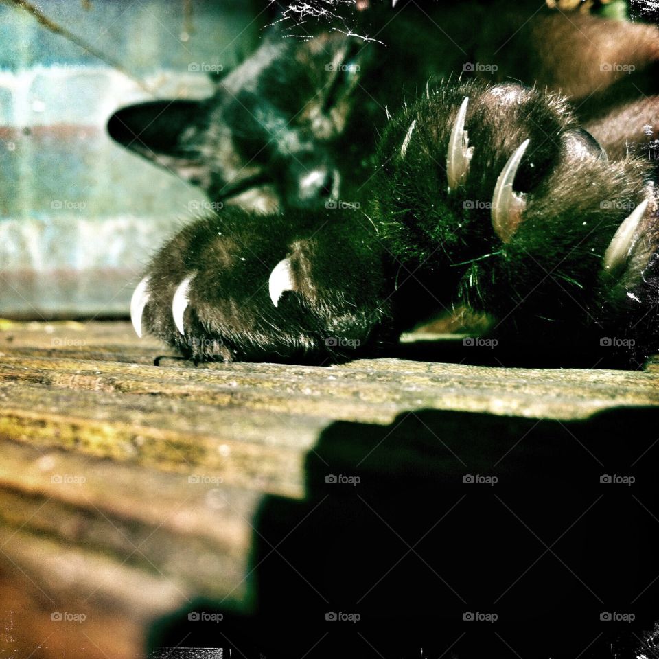 Cat Claws Close . Cat claws close up 