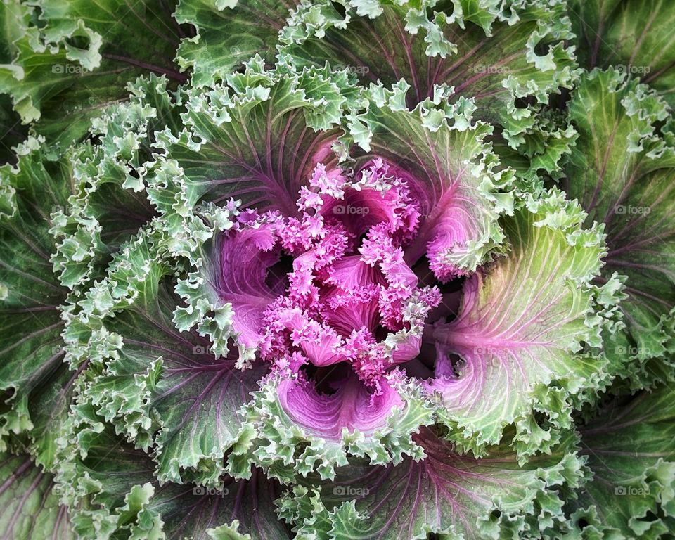 Ornamental cabbage 