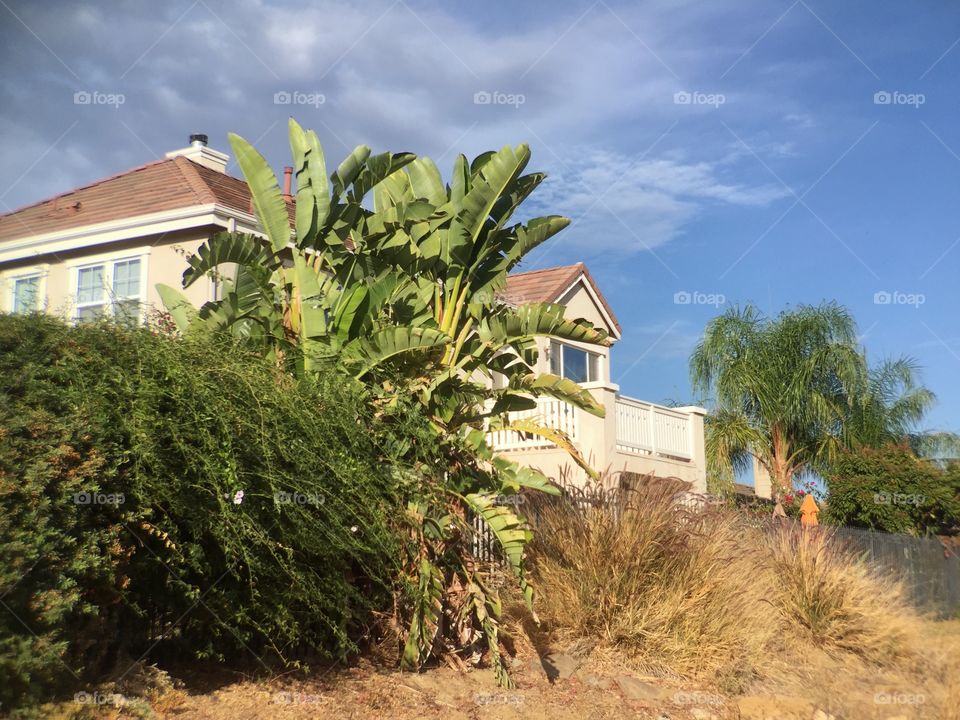 Landscape with house, palm trees and banana leaves 