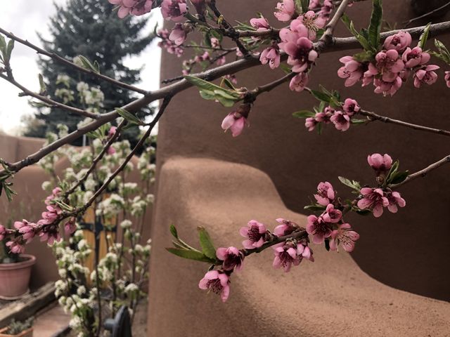 Spring flowers 
